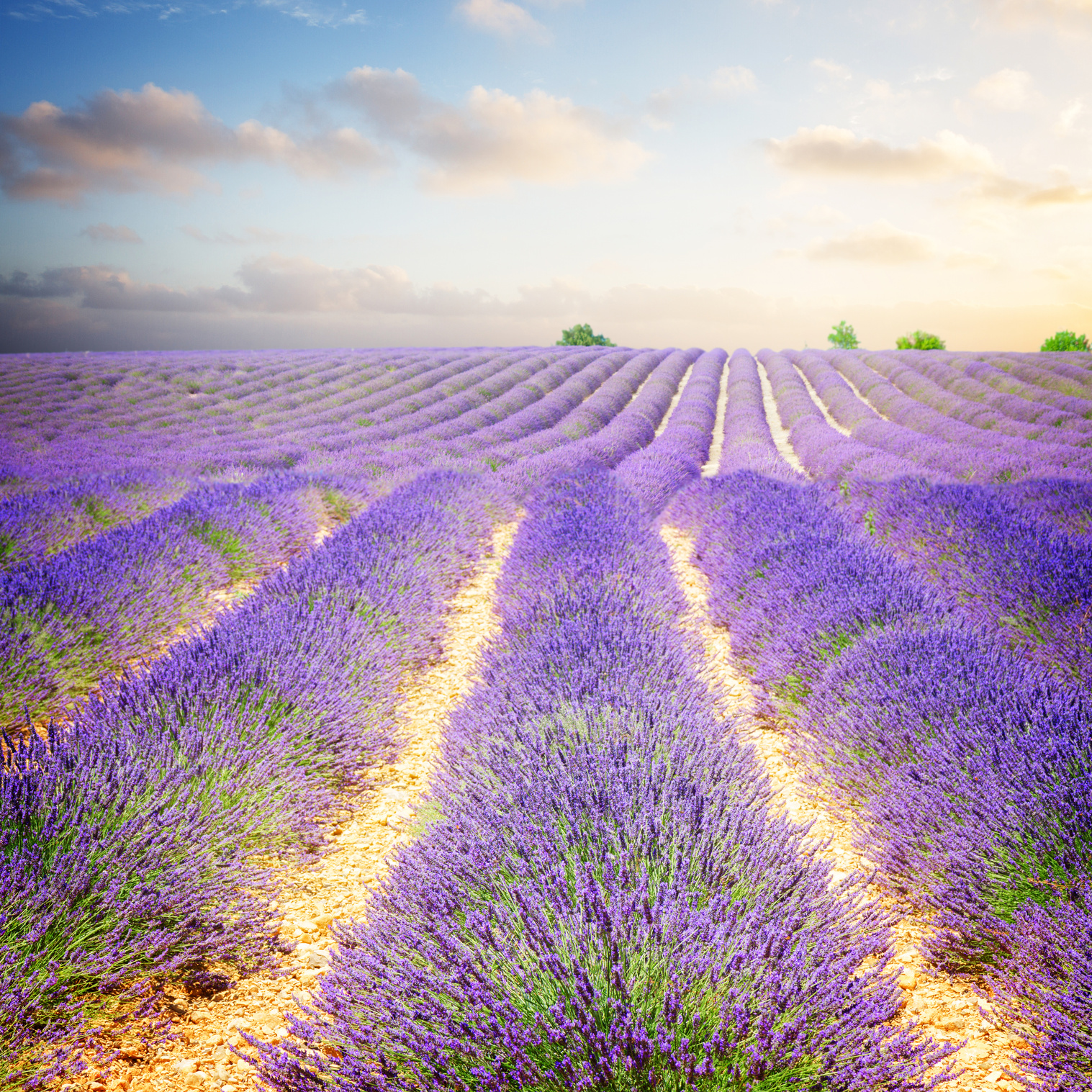 Lavender Field at Morning